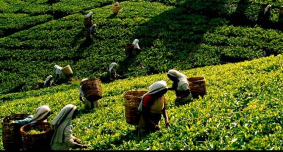 මැදපෙරදිග රටවලින් තේ සඳහා ඉහළ ඉල්ලුමක්